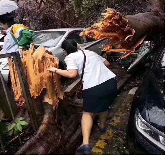 在斷林里穿梭的市民3 在斷林里穿梭的市民3