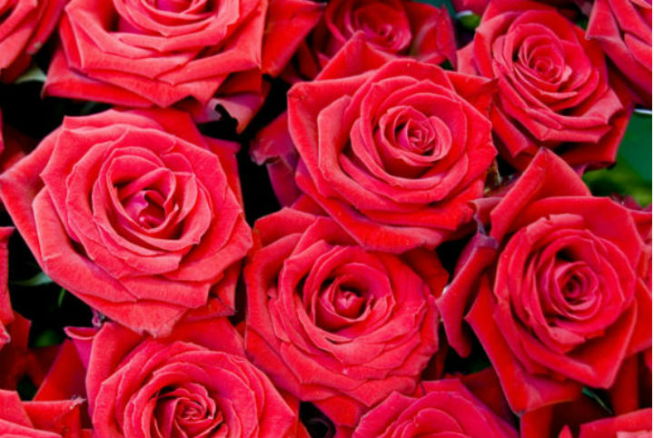 七夕告白信，請簽收