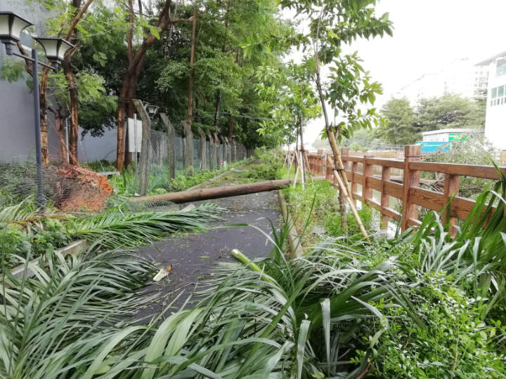 被從根拔起的大樹 被從根拔起的大樹