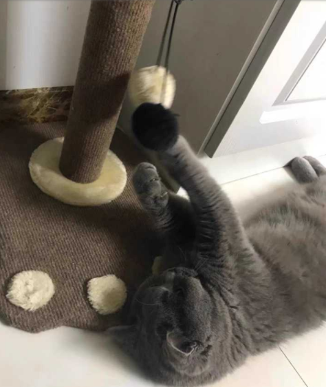 沙發(fā)維修市場：貓咪抓窗簾和沙發(fā)，有哪些值得推薦的沙發(fā)養(yǎng)護方法?