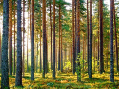 白色松木家具品牌：松木家具好還是橡木家具好？