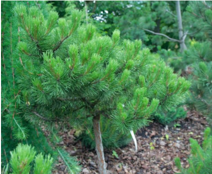 雪松木價格：三大松木的常識你了解多少？