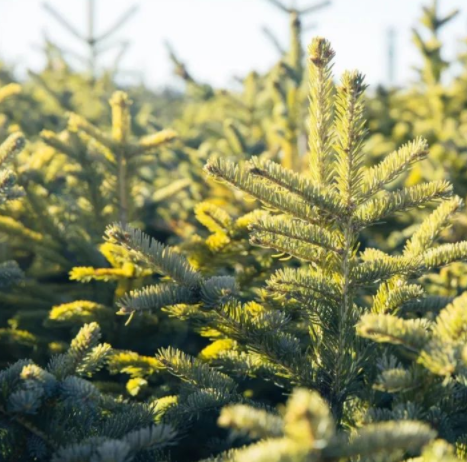 木材加工市場(chǎng)：松木VS柏木，木材界最激烈對(duì)決！