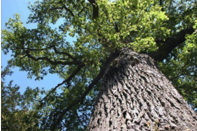 環(huán)保油漆涂料：你認(rèn)識(shí)什么是橡木和櫸木嗎？