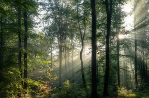 紅杉木家具;香杉木做衣柜好不好？香杉木板材有什么優(yōu)勢？