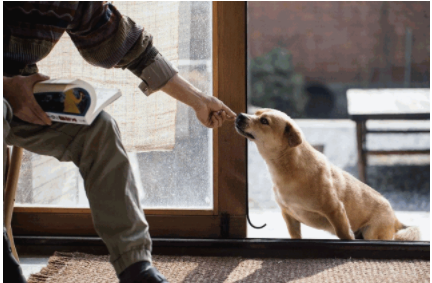 智能家裝流程：家裝設(shè)計(jì)時(shí)，有哪些適合「養(yǎng)寵家庭」的家居設(shè)計(jì)巧思？