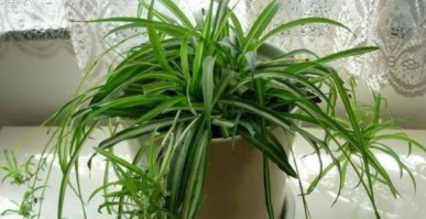 室內(nèi)裝修后除甲醛：如何清除甲醛？甲醛治理有用嗎？