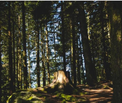 民宿規(guī)劃設(shè)計(jì)案例：家具+民宿+咖啡館，打造家具行業(yè)新模式